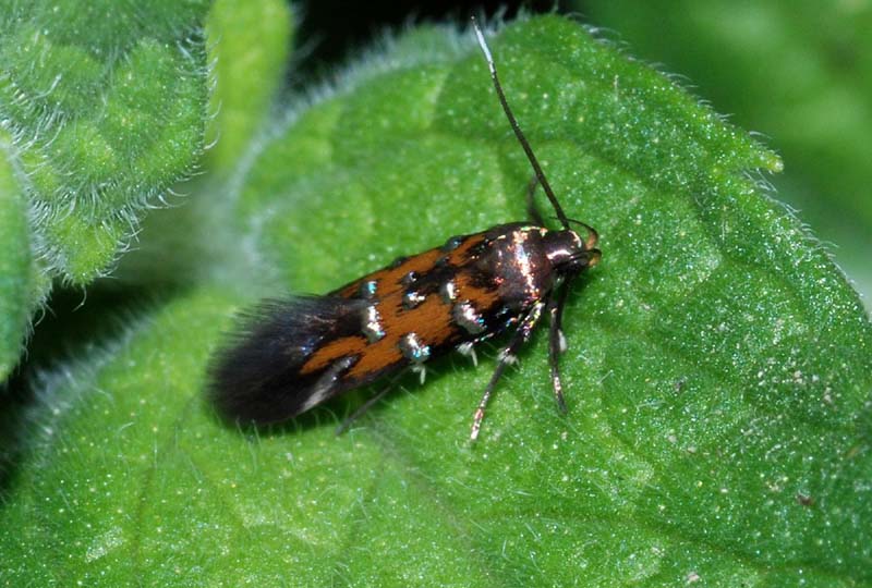 Cosmopterigidae da conf. e det.